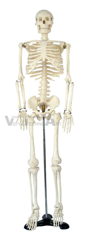 Medium Skeleton 85cm Tall Pharmaceutical and Anatomical Model Gifts